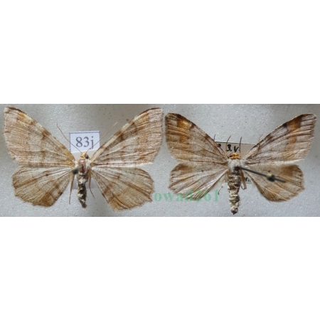 Macaria liturata (Clerck, 1759) pair Witalnik sosnowiak Czech83j